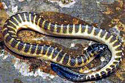 HYDROPHIS CYANOCYNCTUS